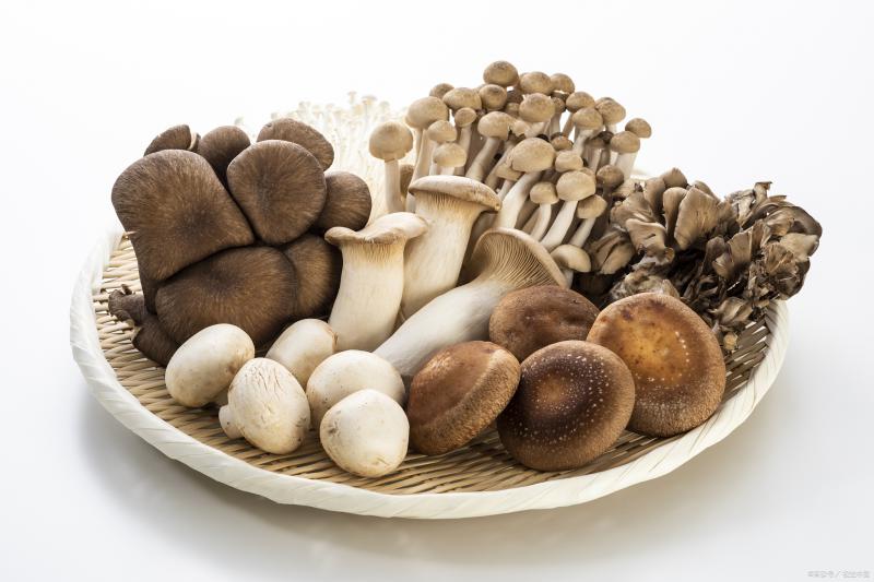 江西樟树菌菇保鲜库